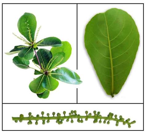 Production and Utilization of Talisay (Terminalia Catappa) Leaves .